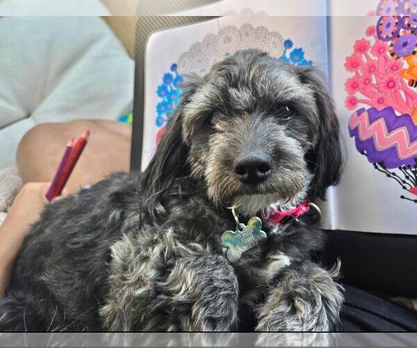 Medium Photo #3 Dachshund-Unknown Mix Puppy For Sale in Los Angeles, CA, USA