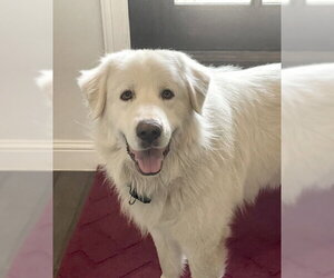 Great Pyrenees Dogs for adoption in Spring, TX, USA