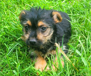 Morkie Puppy for sale in NOVI, MI, USA