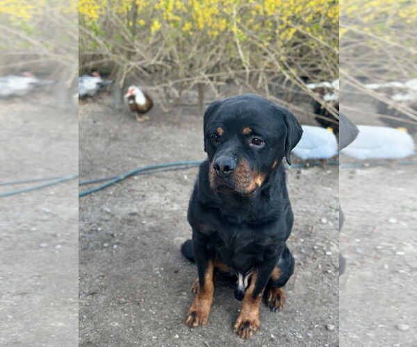 Medium Photo #4 Rottweiler Puppy For Sale in White Hall, AR, USA