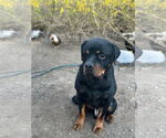 Small #3 Rottweiler
