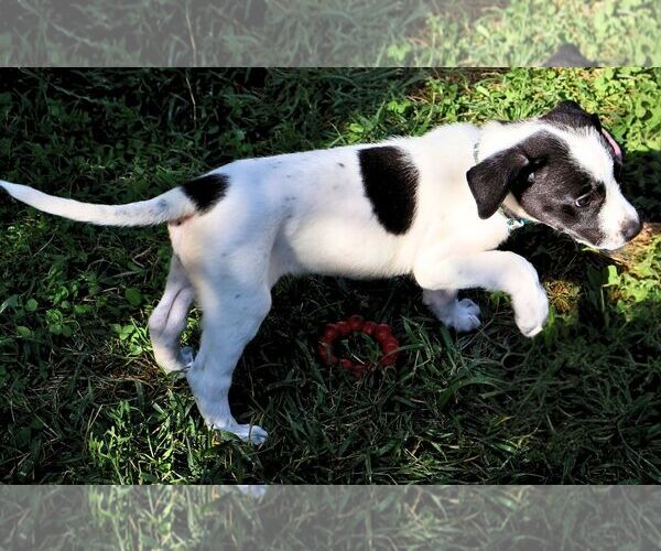 Medium Photo #4 Pointer-Unknown Mix Puppy For Sale in Minneapolis, MN, USA