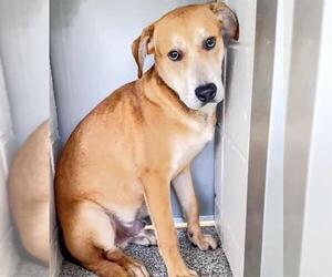 Labrador Retriever-Unknown Mix Dogs for adoption in Houston, TX, USA