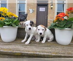 Small #1 Basset Hound Mix