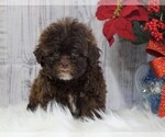 Small Photo #1 Poodle (Toy) Puppy For Sale in FREDERICKSBG, OH, USA