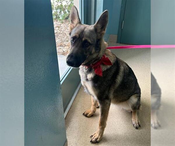 Medium Photo #1 German Shepherd Dog-Unknown Mix Puppy For Sale in Newton, NC, USA