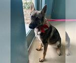 Small German Shepherd Dog Mix