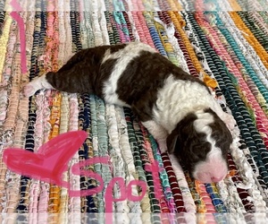 Spanish Water Dog Puppy for sale in MCALESTER, OK, USA