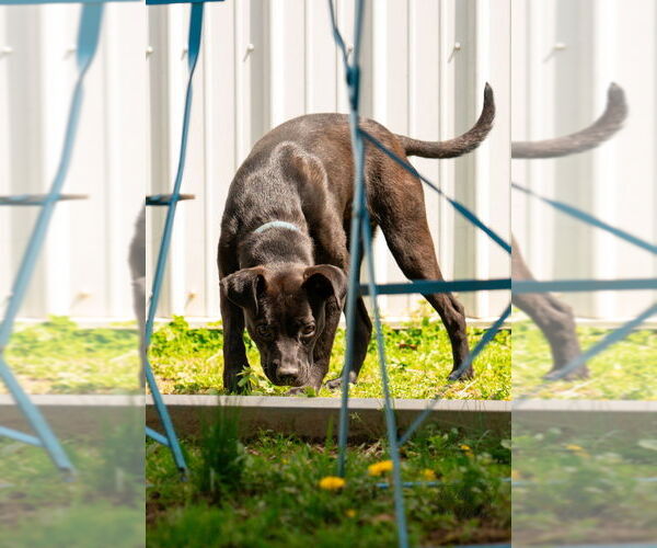 Medium Photo #7 Mutt Puppy For Sale in Evansville, IN, USA