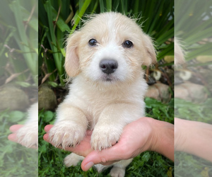 Shorgi Puppy for sale in FAIRBANK, IA, USA