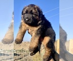 Small #1 German Shepherd Dog