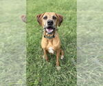 Small Coonhound Mix