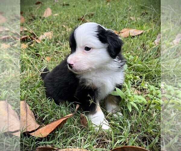 Medium Photo #8 Miniature Australian Shepherd Puppy For Sale in MONTICELLO, SC, USA