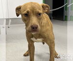 Small #1 Retriever  Mix