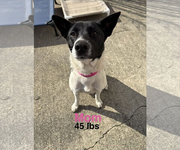 Medium Photo #15 Mutt Puppy For Sale in Holly Springs, NC, USA