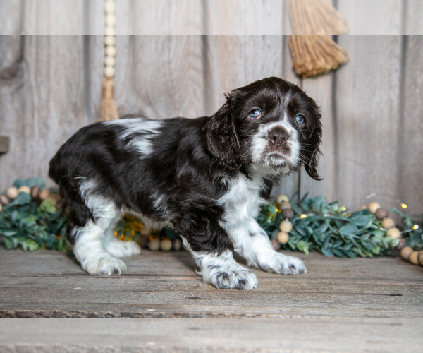 Medium Photo #3 Cocker Spaniel Puppy For Sale in BALTIC, OH, USA