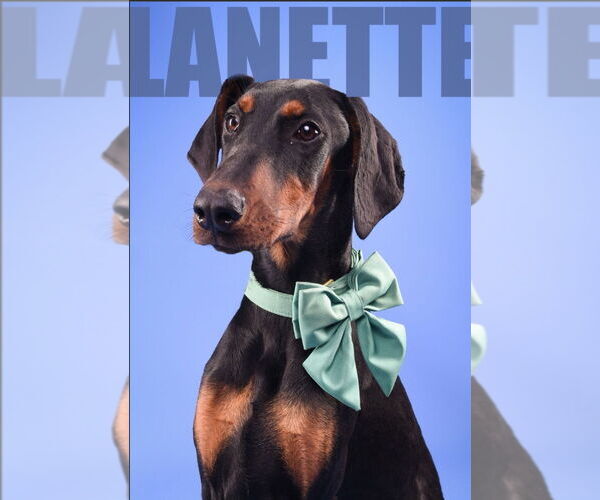 Medium Photo #1 Doberman Pinscher Puppy For Sale in Buffalo, MN, USA