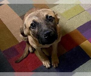 Black Mouth Cur-Unknown Mix Dogs for adoption in Tulsa, OK, USA