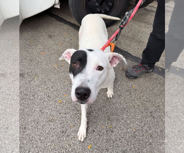 Medium Photo #2 American Pit Bull Terrier Puppy For Sale in GILBERTS, IL, USA