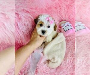 ShihPoo Puppy for sale in PEMBROKE PINES, FL, USA