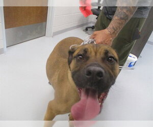 Boxer Dogs for adoption in Ocala, FL, USA
