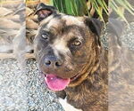 Small #8 American Staffordshire Terrier Mix