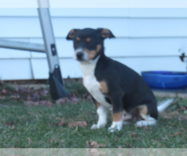 Medium Photo #1 Rat Terrier Puppy For Sale in HILLSBORO, WI, USA