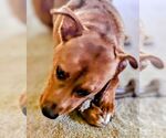 Small #3 American Staffordshire Terrier-German Shepherd Dog Mix