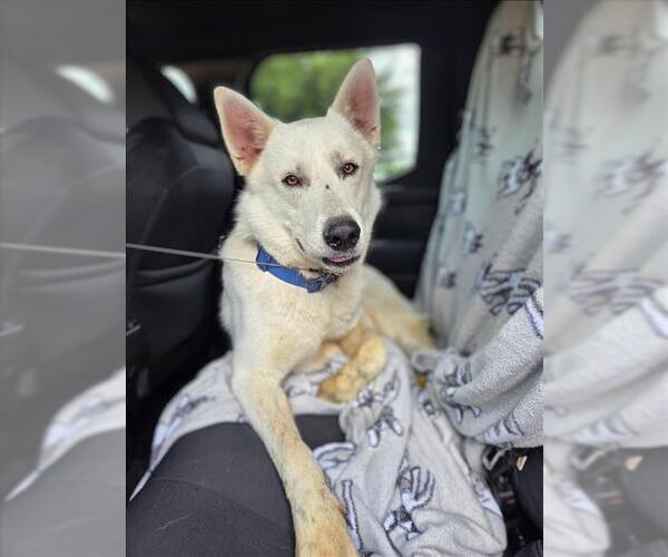 Medium Photo #1 German Shepherd Dog-Siberian Husky Mix Puppy For Sale in Conroe, TX, USA