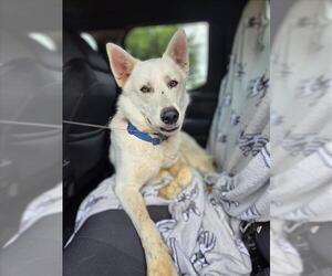 German Shepherd Dog-Siberian Husky Mix Dogs for adoption in Conroe, TX, USA