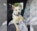 Small German Shepherd Dog-Siberian Husky Mix