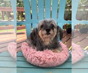 Mutt Dogs for adoption in Pacolet, SC, USA