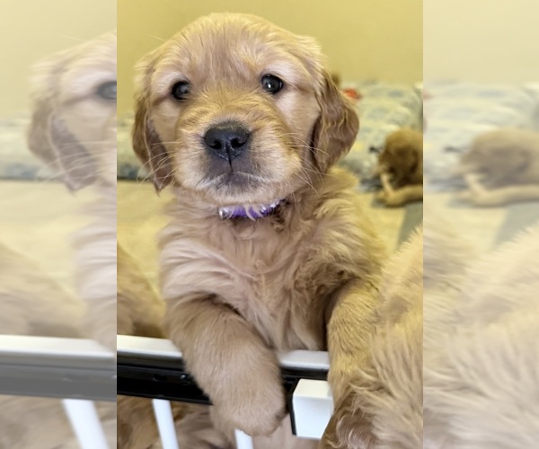 Medium Photo #1 Golden Retriever Puppy For Sale in PORTALES, NM, USA