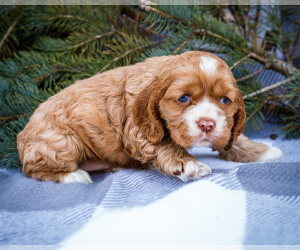 Medium Photo #7 Cocker Spaniel Puppy For Sale in WAKARUSA, IN, USA