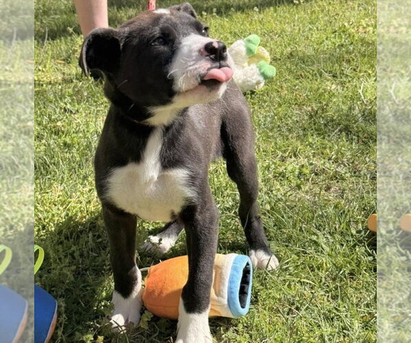 Medium Photo #1 Mutt Puppy For Sale in Yardley, PA, USA