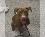 Small American Pit Bull Terrier-Pointer Mix