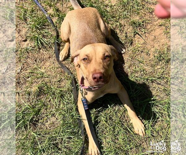 Medium Photo #8 Labrador Retriever-Unknown Mix Puppy For Sale in Washington, DC, USA