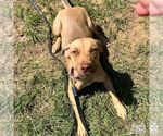 Small Photo #8 Labrador Retriever-Unknown Mix Puppy For Sale in Washington, DC, USA