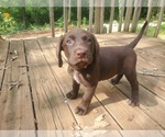 Small #4 Wirehaired lab