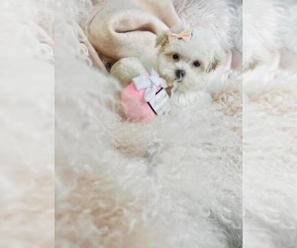 Medium Photo #11 Maltese Puppy For Sale in MIAMI, FL, USA