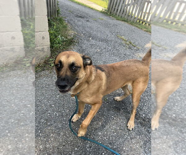 Medium Photo #7 Mutt Puppy For Sale in Springdale, PA, USA