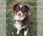 Small Photo #1 Miniature Australian Shepherd Puppy For Sale in NEW HOLLAND, PA, USA