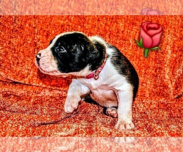 Medium Photo #43 Presa Canario Puppy For Sale in PHILADELPHIA, PA, USA