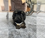 Small #13 Cavapoo