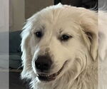 Small Great Pyrenees