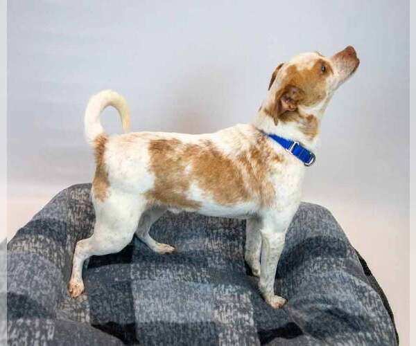 Medium Photo #4 Cheagle Puppy For Sale in Kennesaw, GA, USA