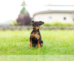 Small Photo #6 Miniature Pinscher Puppy For Sale in WARSAW, IN, USA