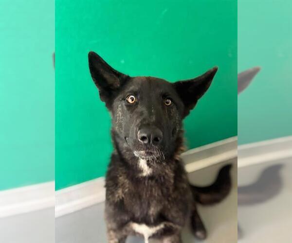 Medium Photo #1 German Shepherd Dog-Unknown Mix Puppy For Sale in Visalia, CA, USA