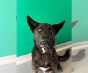 German Shepherd Dog-Unknown Mix Dogs for adoption in Visalia, CA, USA