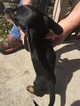 Small Photo #6 Dachshund Puppy For Sale in KINGSLAND, TX, USA